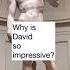 Michelangelo S Sculpture David The Details And Skill Are Beyond Impressive