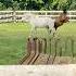 First The Baby Wanted To Be Friends Now She Wants To Be The Boss Horses Equestrian Horse