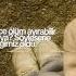 Dicle Ytdayibenionecikarnolur