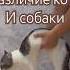Мем про кота и собаку рекомендации актив школа кот собака Music Song Love Cat Dog