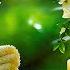 Beautiful Relaxing Music Stop Overthinking Release Stress Anxiety 138 Calming Harmony