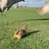 Crane Boyz Get Humbled By Gopher Funny Voiceover Frat Klrproductions