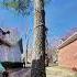 Threading The Needle Dropping A Pine Tree Between Two Houses