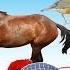 What Do You See Song Animals And Sounds Learn English Kids