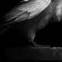 FREE The White Raven Hip Hop Instrumental KTOR BEATS