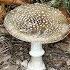 Paul Stamets Describes Bad Trip On Incredibly Dangerous Mushroom