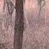 DJ9 Tigress In MukkiGate In Kanhanationalpark In May 2025 Tigersafari Tigerwalk Wildlife Nature