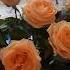 Розы на День рождения Germany германия De Rose Bavaria Mybirthday цветы розы деньрождения