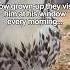 This Hawk Changed His Life Hawk Wildliferescue Wildlife