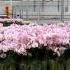 Orchids Automation For Every Phase The Best Solution