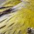 EURASIAN Siskin BIRDSONG CD For Trapping SISKIN Spinus Spinus 30min