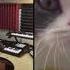 The Kiffness X Big Billy Live Looping Talking Cat Remix Pewdie Pie Talking Cat