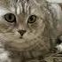 Хоть забери из садика трезвым анекдоты анекдот Cat видосыоткота юмор веселыекоты кот котики