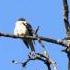 Мухоловка пеструшка Пение Голоса птиц Pied Flycatcher Song AllVideo