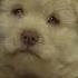 You Just Wanna Boop Its Nose