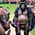 The Incredible Truth About Human Gorilla Coexistence On A Distant Planet Nature Animals