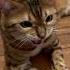 Is It Easy Meows Viralshort Cutecat Bengal Car Cat
