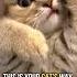 Why Do Cats Rub Their Faces