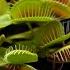 FEEDING My 5 99 Trader Joe S Venus Fly Trap