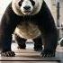 Panda Goes To The Gym The Gemoy One Lifts Weights Beats Dance Music Cute Panda Lifting Barbell