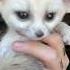 A Man Rescues An Abandoned Baby Fennec Fox After A Heavy Rain