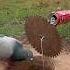 Other Animal Traps Vs This One