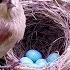 Bird Hatching And Brooding HD