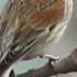 Певчие птицы коноплянка Songbirds Linnet