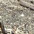 This Iguana Is A Freaking Survivor Snakes