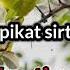Pikat Sirtu Dapatkan Durasi Lebih Panjang Animal Bird Nature