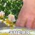 靠着这张葱油饼 他不仅在上海买了两套房 还培养出了两名同济高材生