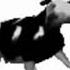 Polish Cow English Lyrics Full Version