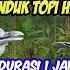 Suara Pikat Burung Pelanduk Semak Dan Burung Pelanduk Topi Hitam Paling Ampuh Dan Anti Zonk