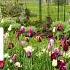 Spring COTTAGE GARDEN Stroll And TULIP Tour Ep 306