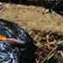 Baby Cuckoo Attacks Mother TiT For Not Feeding Food Brood Parasitism Cuckoo In Nest