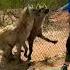 Hyena Laughing Hyenas Shorts