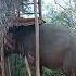 The Head Is Fine The Rest Elephante