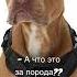 прикол юмор тренды собака питбуль