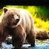 Grizzly Bear Moaning Sound Effect