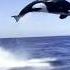 Whale Vs Dolphin