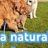 My Natural Dream Songsohee 송소희 Shorts Youtube Love Live Like Fun Pets Puppy Americanbully