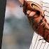 Rangers Vs Yankees Game Highlights 5 22 25 MLB Highlights