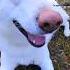 Laika Westsiberianlaika Chien Perro Koer Pies Hund собака Dog Koira क त त Finland