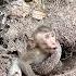 How Did The Snake Twist The Monkey Wildlife National Geographic Discovery Animalplanet