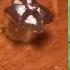 Starling Anchors JSB Hades In Action The BEST Hunting Pellet On The Market