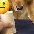 Your Daily Dose Of Funny Cute Dogs Relaxmydog Funny Dogs Funnydogs Compilation