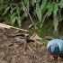 Hunt Wild Pigeons Build A Kitchen To Make A Sturdy Shelter Survival Alone