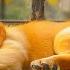 Calming Dog Music Gentle Sounds For Stress Relief Perfect For Nervous Puppies And Stressed