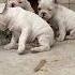 French Bulldog Pet Shop Bhopal Bhopal Petshop Dog Frenchbulldog Youtube Indrapuri Pets