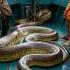 A Giant Sea Snake Astonishes Fishermen